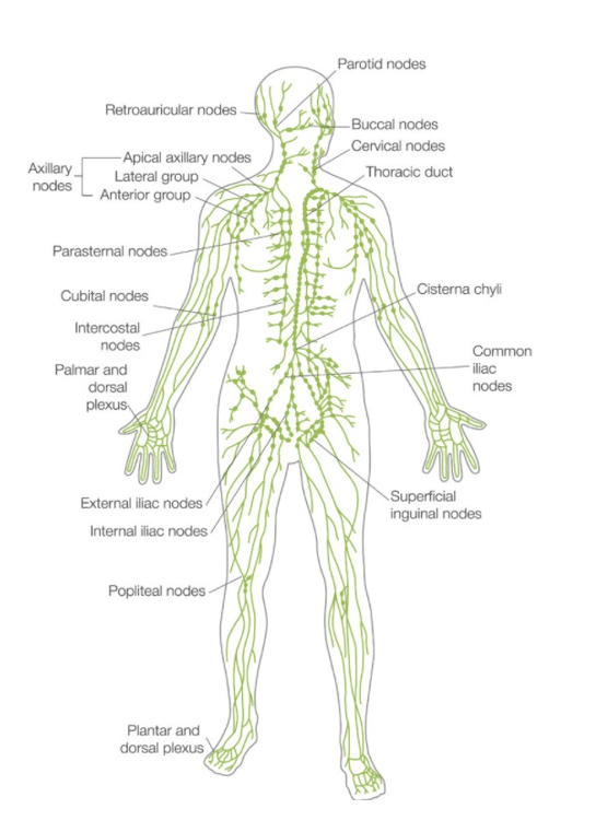 טכניקת טיפול גווא-שה (Gua-Sha)