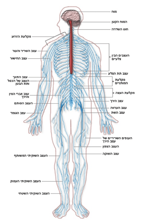 טכניקת טיפול על פי תורת הסו-ג’וק (Su-Jok)
