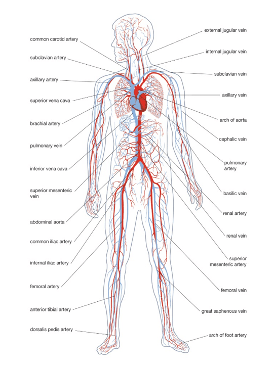 אמבטיות ריפוי בשיטת זלמא (Zalma)